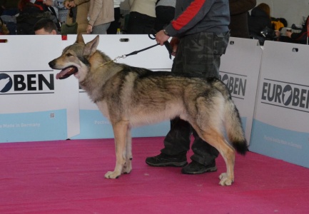 Bastyáš Silesian Hunter